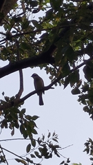 Pycnonotus sinensis formosae