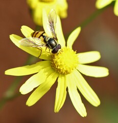 Simosyrphus grandicornis