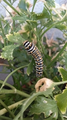 Papilio polyxenes rudkini