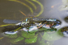 Austroagrion watsoni