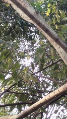 Pycnonotus sinensis formosae