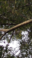 Pycnonotus sinensis formosae