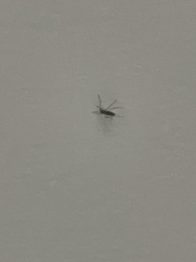 Aedes aegypti