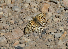 Speyeria egleis