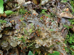Peltigera polydactylon