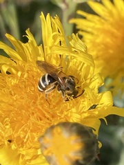 Lasioglossum