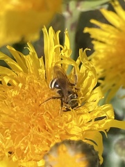 Lasioglossum