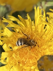 Lasioglossum
