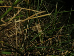 Phalaenophana pyramusalis