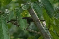 Campylorhynchus turdinus