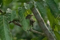 Campylorhynchus turdinus