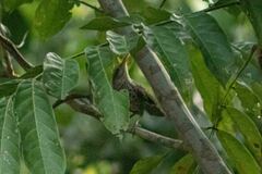 Campylorhynchus turdinus