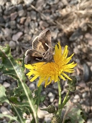 Anagrapha falcifera