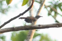 Campylorhynchus turdinus