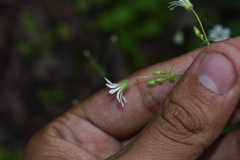 Stellaria cuspidata
