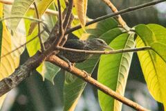 Campylorhynchus turdinus