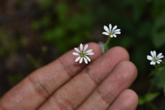 Stellaria cuspidata