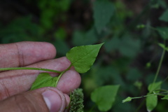 Stellaria cuspidata