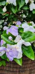 Brunfelsia pauciflora