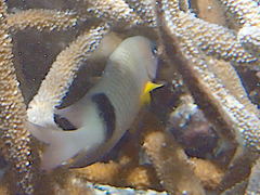 Plectroglyphidodon dickii