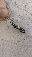 Papilio polyxenes rudkini