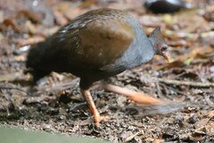 Megapodius reinwardt