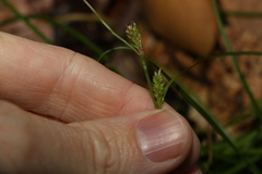 Carex breviculmis