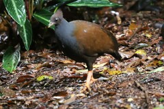 Megapodius reinwardt