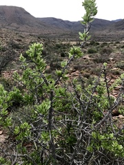 Gymnosporia buxifolia