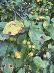 Malus prunifolia