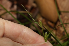 Carex breviculmis