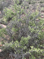 Gymnosporia buxifolia