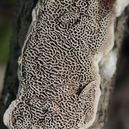 Minkštoji urvuotė nuotrauka