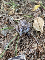 Clavulina cinerea