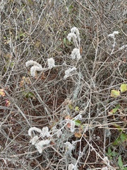 Phacelia malvifolia