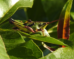 Sphenarium purpurascens