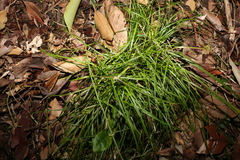 Carex breviculmis