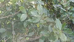 Laurus azorica