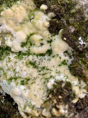 Rigidoporus