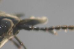 Pasimachus subsulcatus