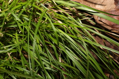 Carex breviculmis