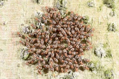 Psocidae