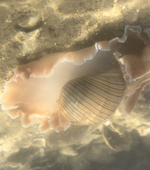 Hydatina physis