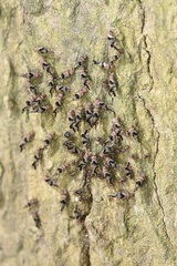 Psocidae