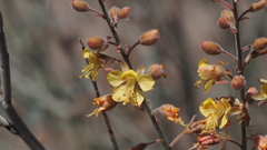 Hoffmannseggia microphylla