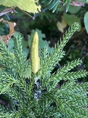 Dendrolycopodium dendroideum