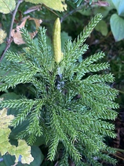 Dendrolycopodium dendroideum