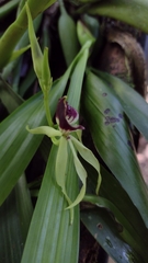 Prosthechea cochleata