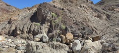Horsfordia newberryi