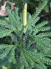 Dendrolycopodium dendroideum